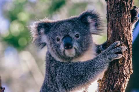 Sydney: Taronga Zoo Tickets