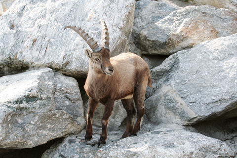 Bilet combi do Alpejskiego Zoo i Hungerburg