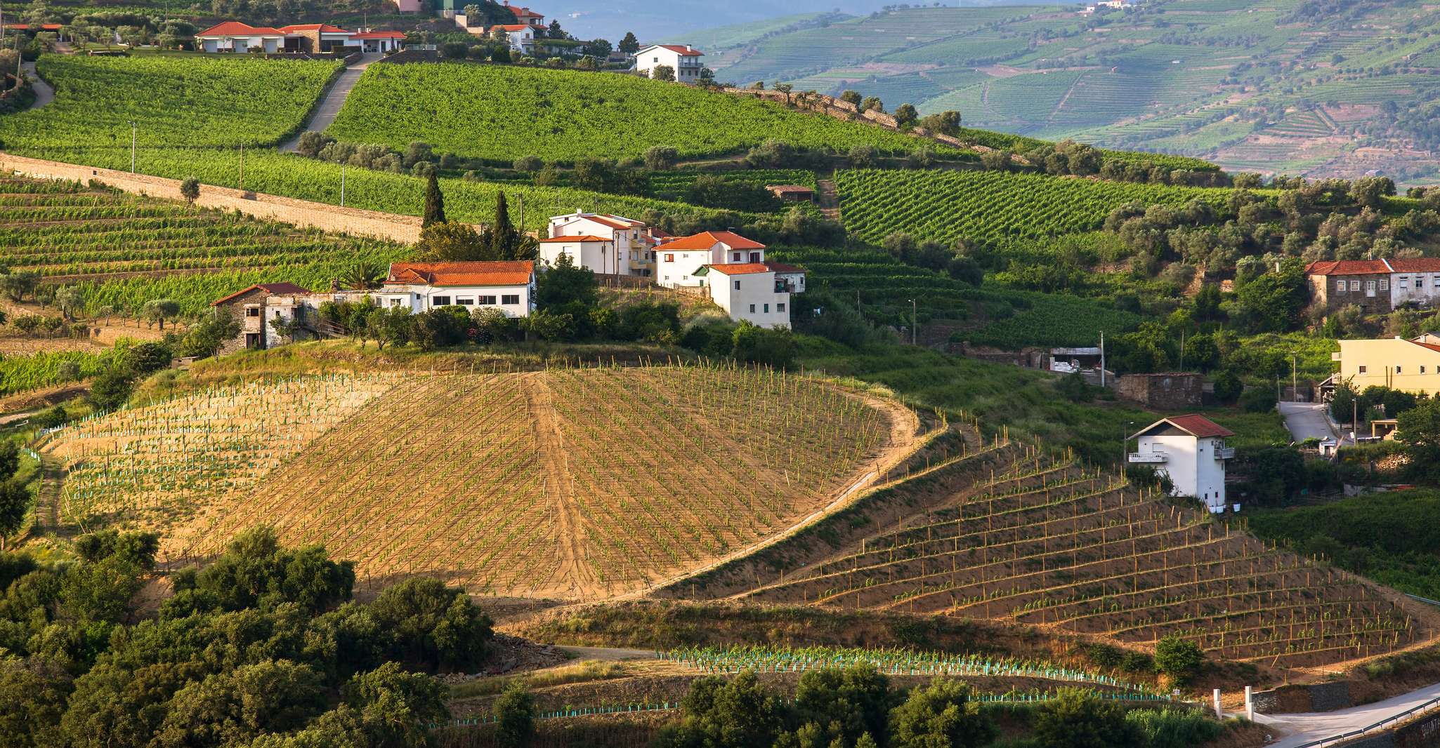 From Peso da Regua, Douro Valley Tour - Housity