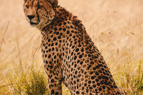 3 Tage Maasai Mara Anschluss