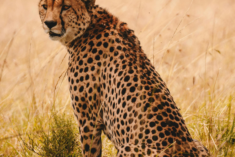 3 dni dołączenia do maasai mara