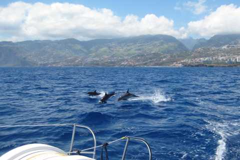 Funchal: Delfin- und Walbeobachtung per Katamaran