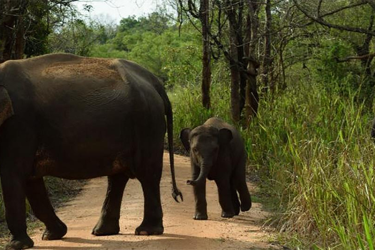From Kandy: Wasgamuwa Safari & Rathna Ella Waterfall Tour