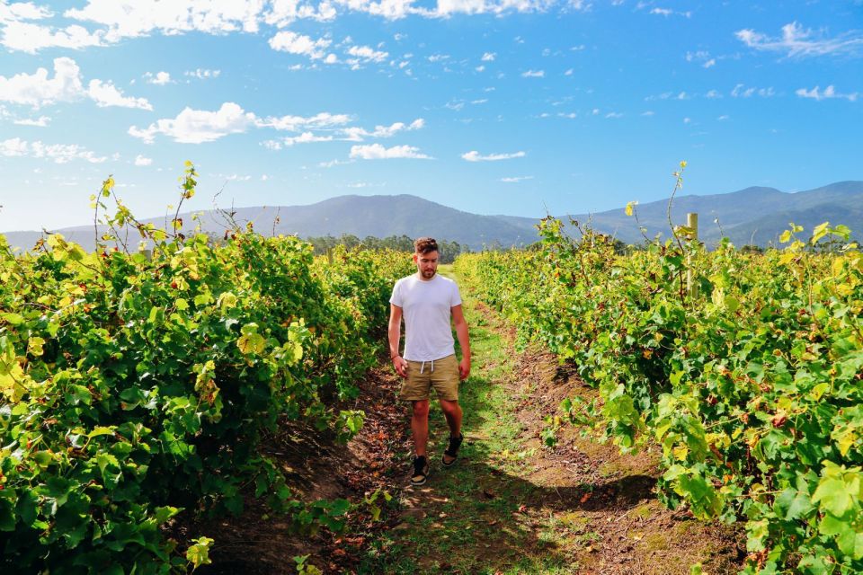 From Barcelona: El Penedès Hike and Wine Tour | GetYourGuide