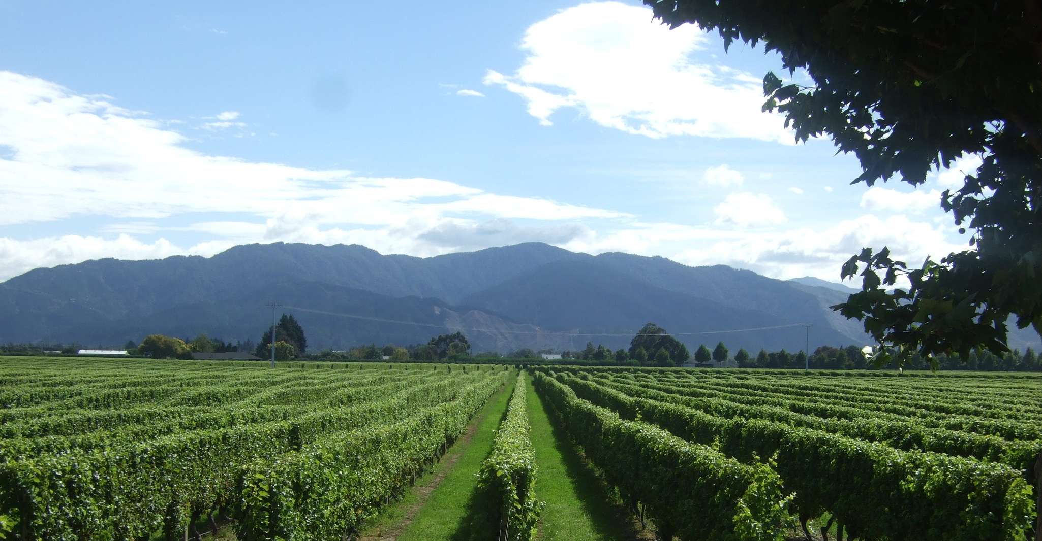 Marlborough Half-Day Wine Tour from Blenheim - Housity