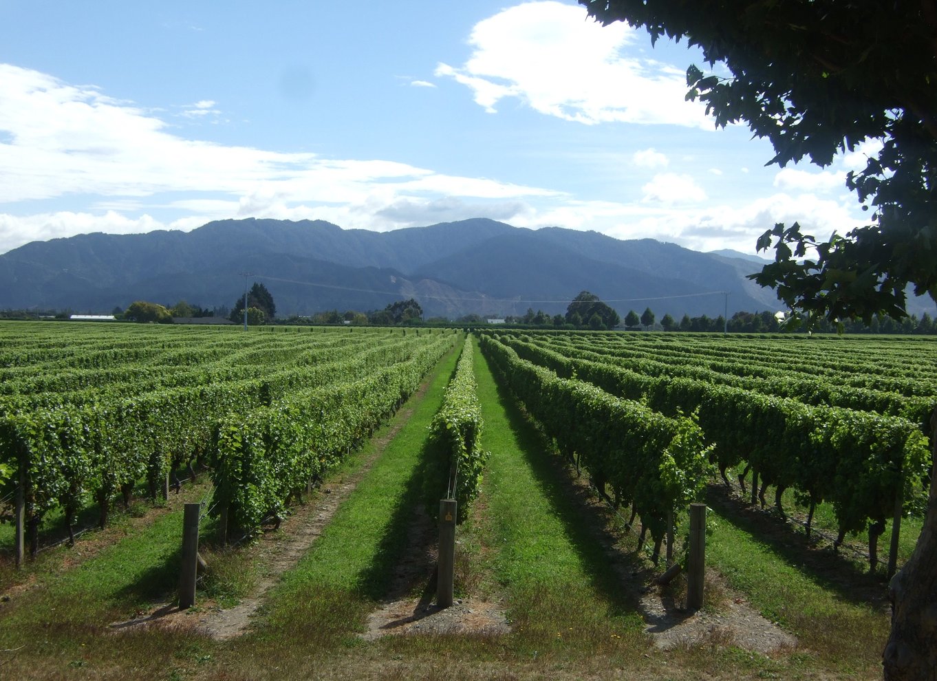 Marlborough halvdagstur i vin fra Blenheim