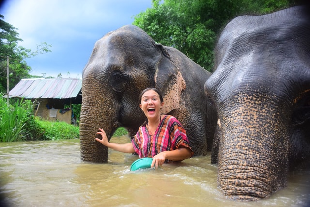 From Chiang Mai: Elephant Care Program and Nursery Tour