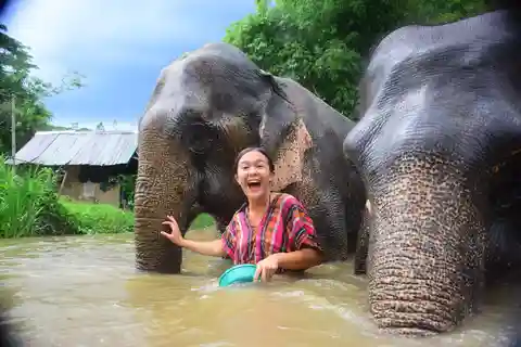 Au départ de Chiang Mai : Programme de soins aux éléphants et visite de la nurserie