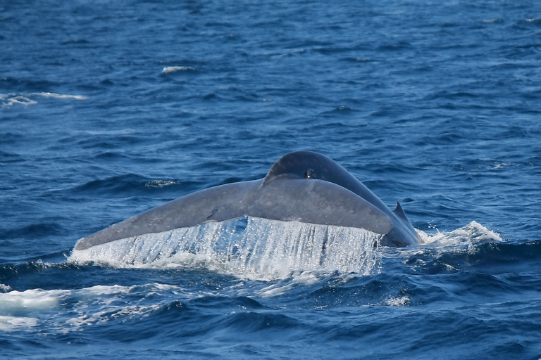 Mirissa : observation des baleines le matin