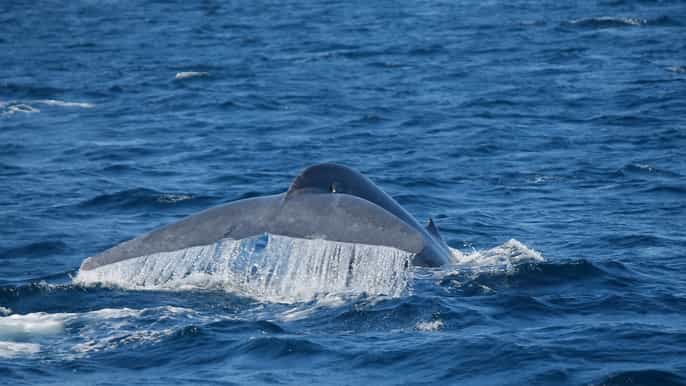 mirissa morning whale watching tour