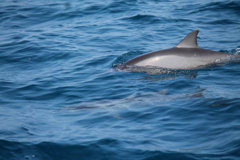 Mirissa : observation des baleines le matin