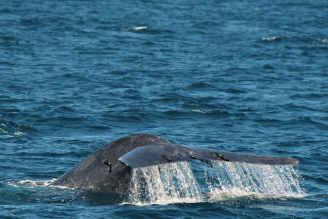 Mirissa : observation des baleines le matin