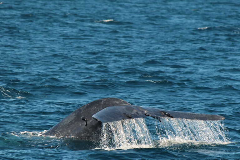 Mirissa : observation des baleines le matin