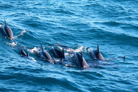 Mirissa: Morning Whale Watching Tour