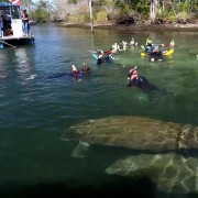 Orlando: Manatees Swim, Snorkel and Boat Day Tour
