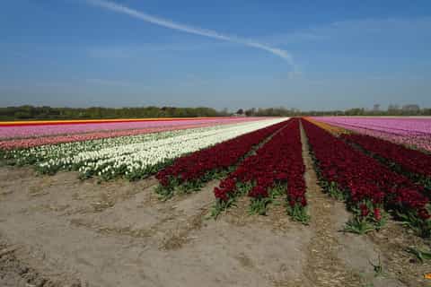 From Amsterdam: Flower Fields Private Tour
