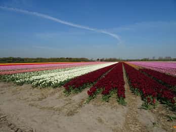 Von Amsterdam: Flower Fields Private Tour Von Amsterdam: Flower Fields Private Tour
