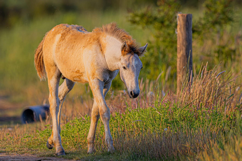 Camargue: Special sunrise/sunset photography session with horses and birds Camargue: Special sunrise/sunset photo shoot with horses and birds