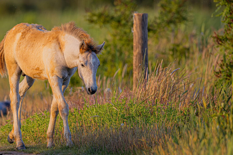 Camargue: Special sunrise/sunset photography session with horses and birds Camargue: Special sunrise/sunset photo shoot with horses and birds