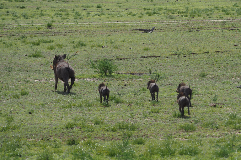 Von Sansibar: 3-tägige Selous-Safari, Bootstour &amp; Besuch bei den MaasaiAll-Inclusive: 3-Tages-Safari, Bootsfahrt und Busch-Wanderung