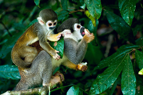 Från Iquitos: Pacaya Samiria National Reserve Dagsutflykt