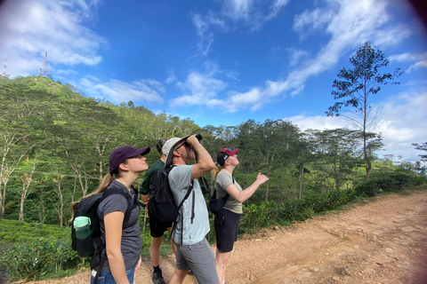 LOCATION: Hanthana to Galaha Pekoe Trail Stage 01 Trek Pekoe Trail Stage 01 -Hanthana to Galaha Tracking