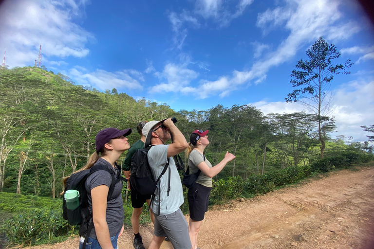 LOCATION: Hanthana to Galaha Pekoe Trail Stage 01 Trek Pekoe Trail Stage 01 -Hanthana to Galaha Tracking