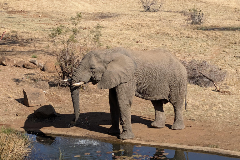 From Maputo to the Wild: Half-Day Kruger Safari