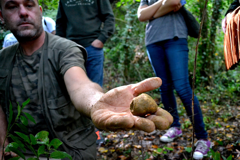 Florence : Tour de chasse à la truffe, dégustation de vin et déjeuner