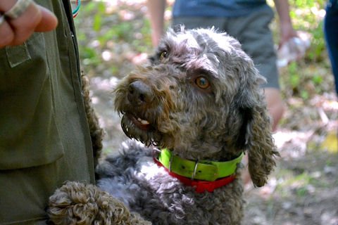 Florence: Truffle Hunting Tour, Wine Tasting, and Lunch