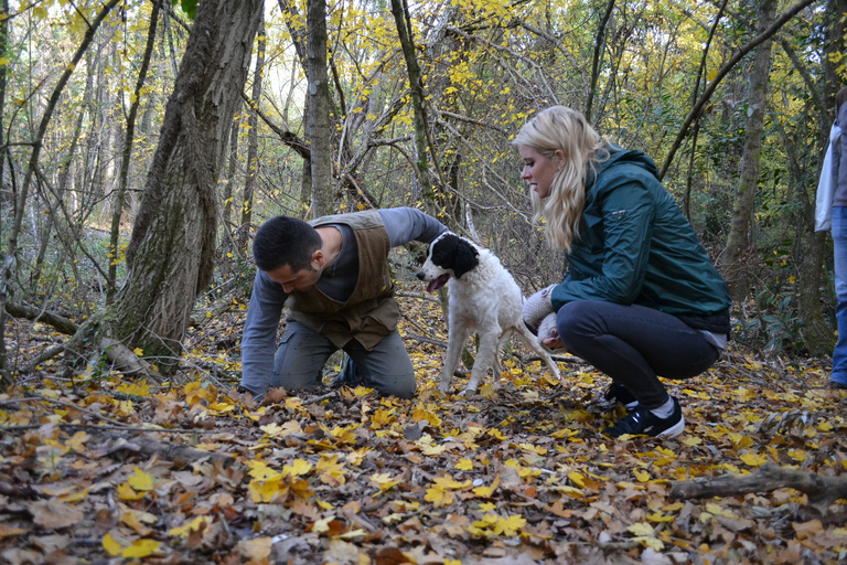 Florence: Truffle Hunting Tour, Wine Tasting, and Lunch