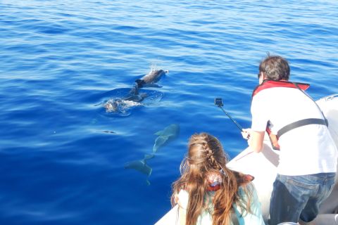 Madeira: 2-Hour Dolphin & Whale Watching Tour