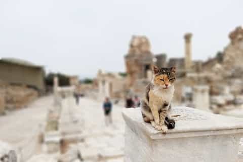 Ephesus, House of Virgin Mary, & Artemis Temple Group Tour
