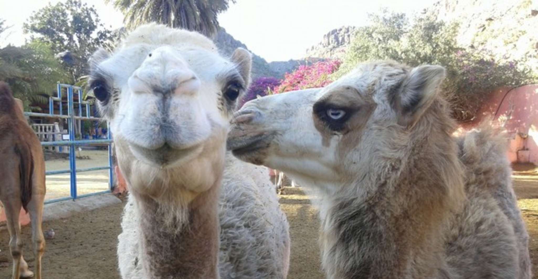 Maspalomas, Guided Camel Ride in the Maspalomas Sand Dunes - Housity