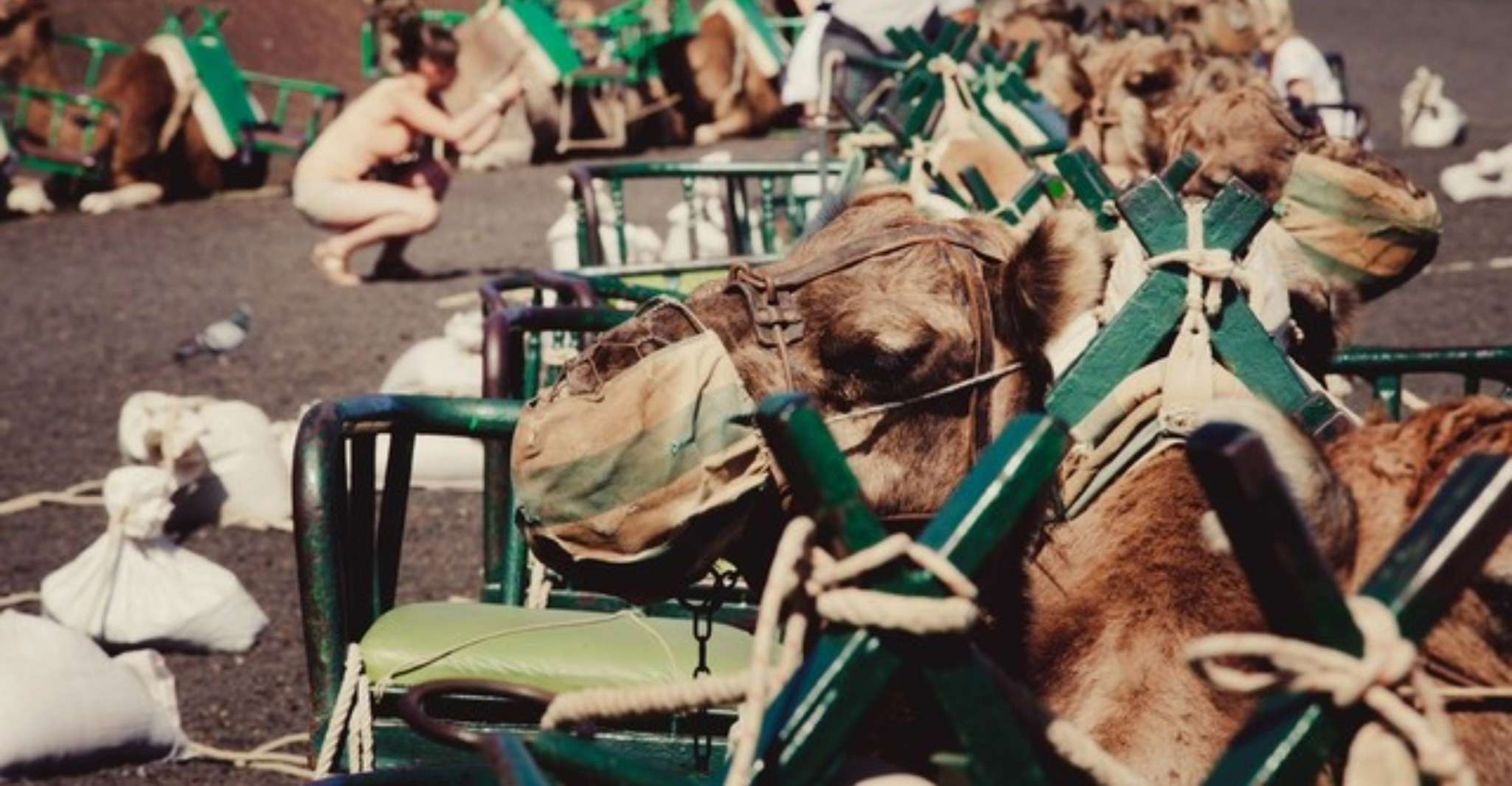 Maspalomas, Guided Camel Ride in the Maspalomas Sand Dunes - Housity