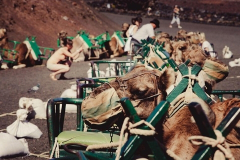 Gran Canaria: Camel Ride in the Dunes of Maspalomas