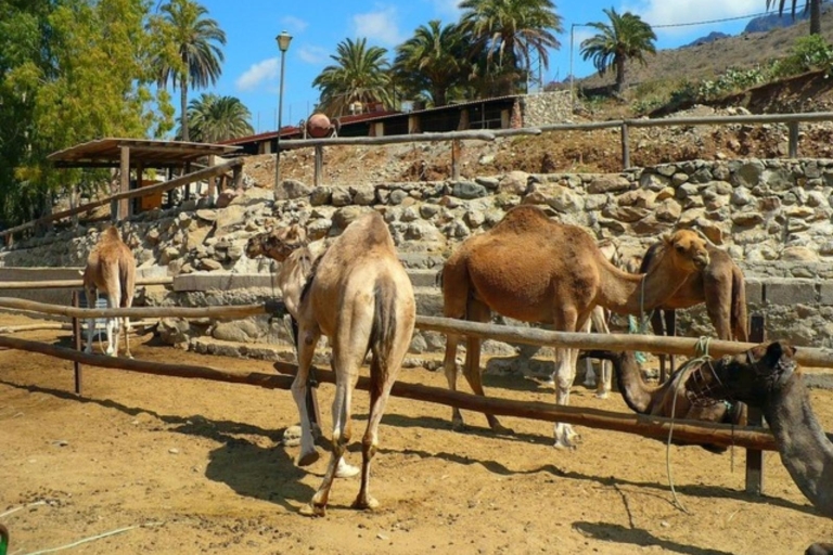Gran Canaria: Kamelritt in den Dünen von Maspalomas