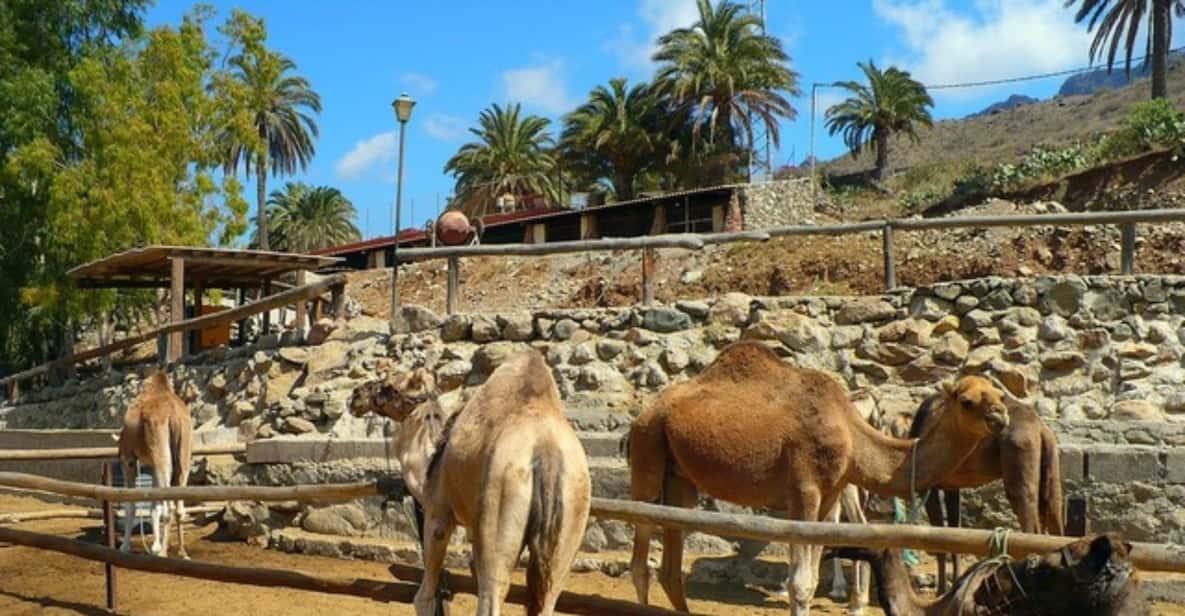 Gran Canaria: Camel Ride in the Dunes of Maspalomas