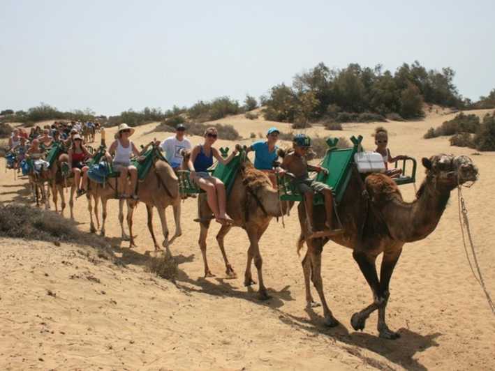 Dunes de Maspalomas : balade à dos de chameau