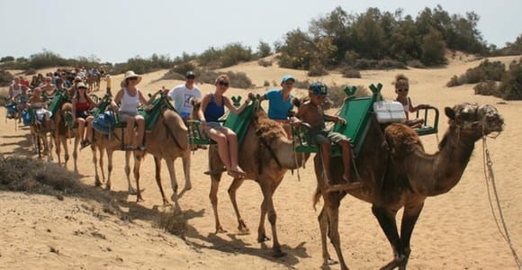 Maspalomas: Guided Camel Ride in the Maspalomas Sand Dunes