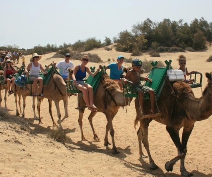 Gran Canaria: Camel Ride in the Dunes of Maspalomas