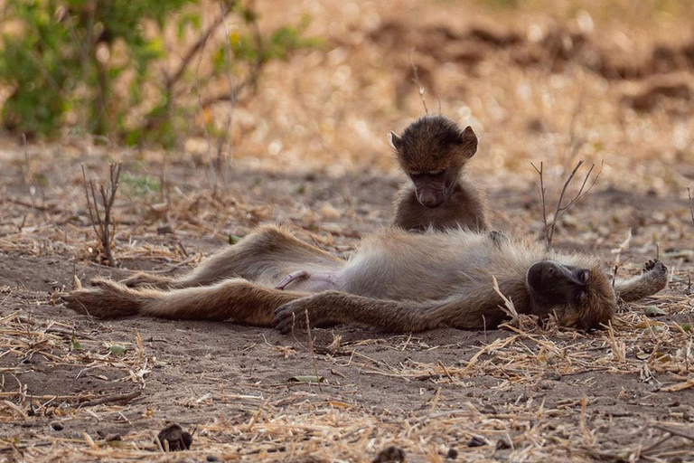 Park Narodowy Tarangire - całodniowe safari z dziką przyrodą