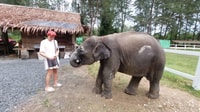 Khao Lak, olifant heiligdom geleide tour - Housity