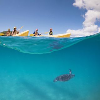 Byron Bay: Kayak with Dolphins Tour