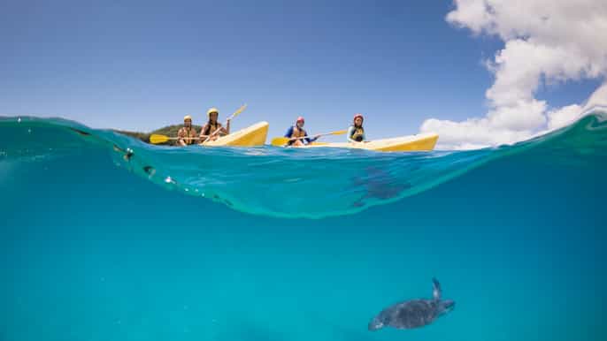 byron bay kayak with dolphins tour