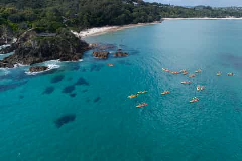 Byron Bay: Kayak with Dolphins Tour