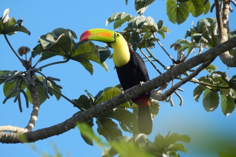 Cancun: Private Vogelbeobachtungstour