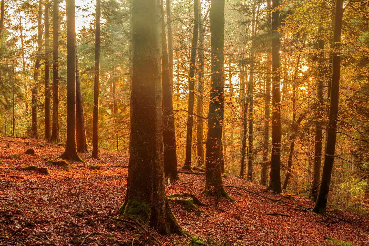 法兰克福：巴登巴登与斯特拉斯堡一日游