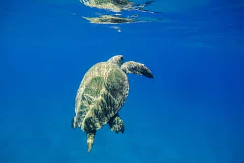 Boat Trip to Keri Caves and Loggerhead Turtle Watching