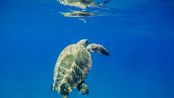 cuevas de keri viaje en barco y avistamiento de tortugas